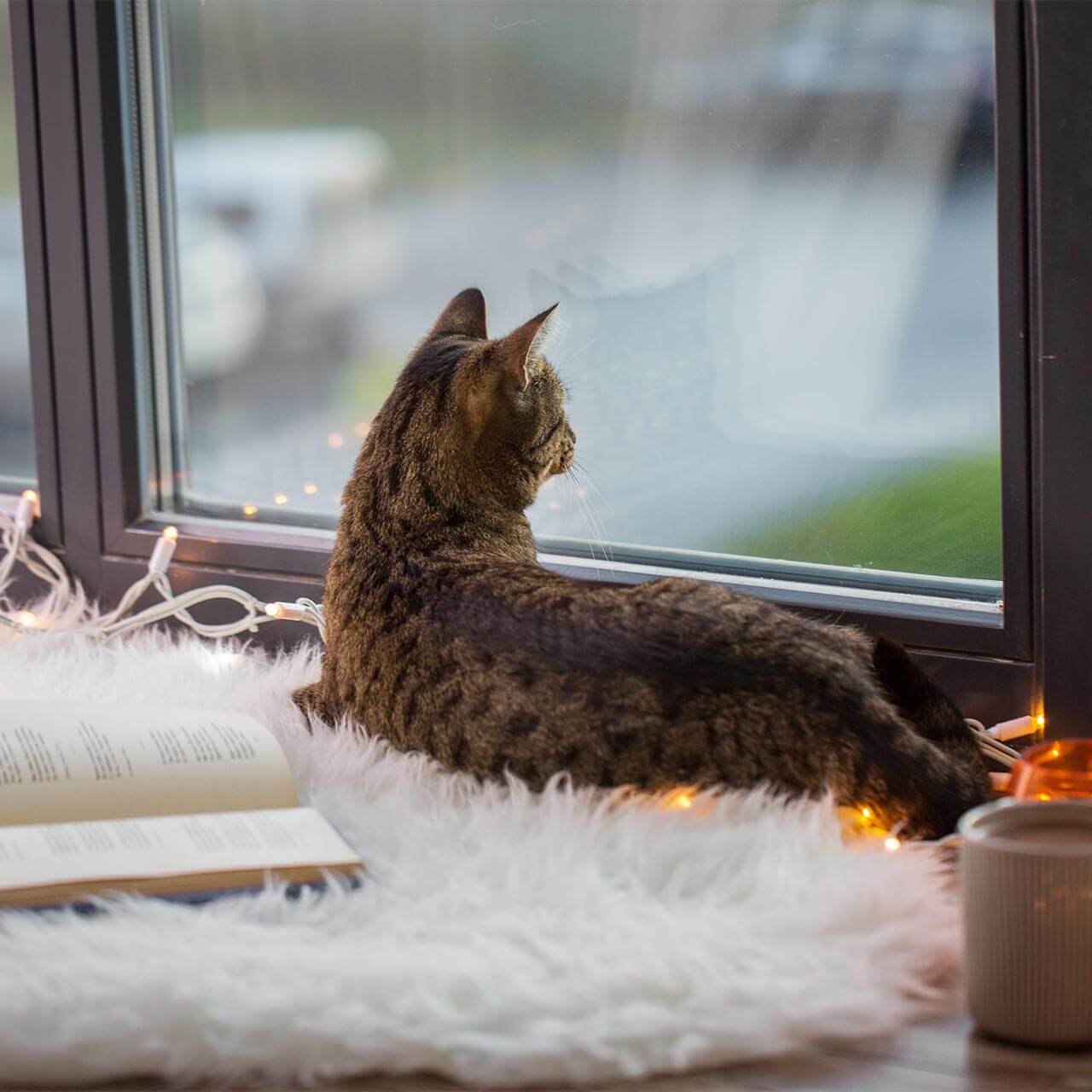 Foto Katze auf Fensterbank Foto Katze auf Fensterbank